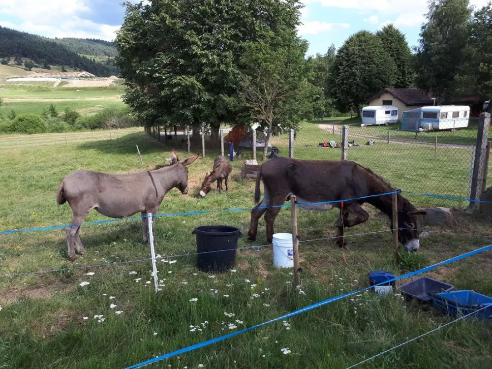 La Cigale de l'Allier