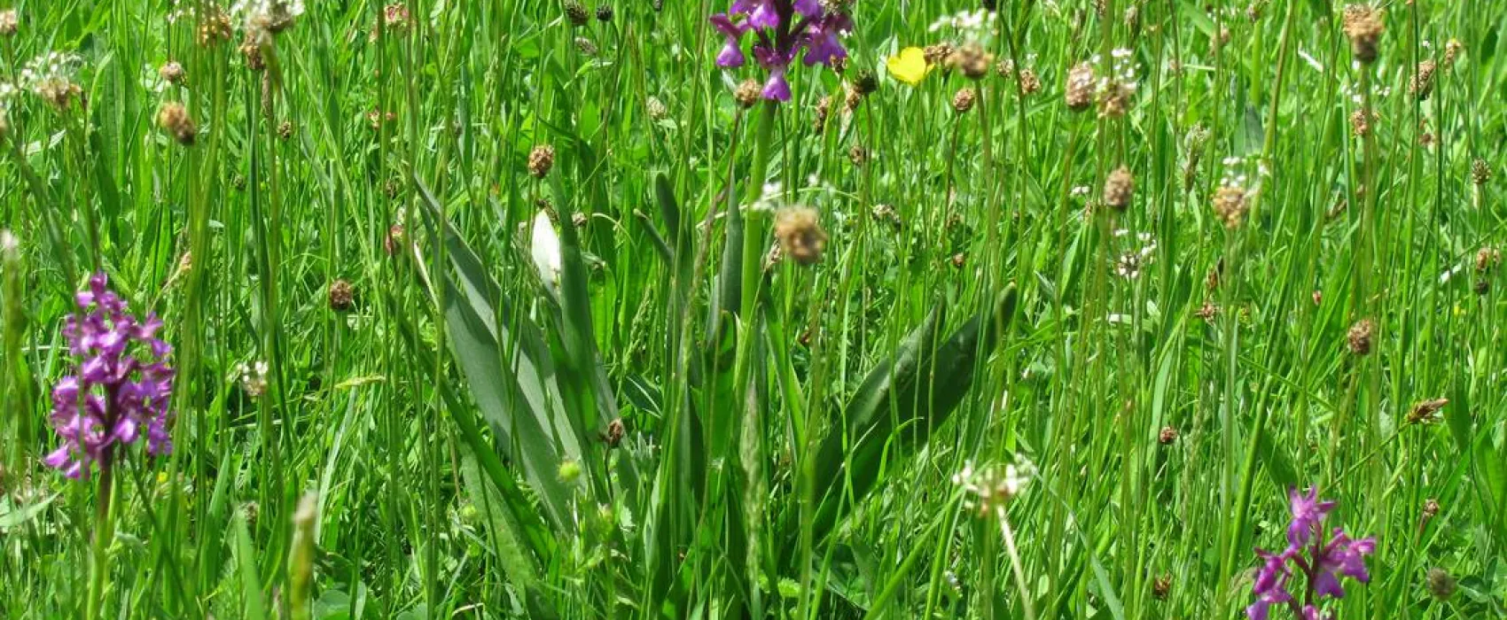 Camping Etno Selo Vukovic