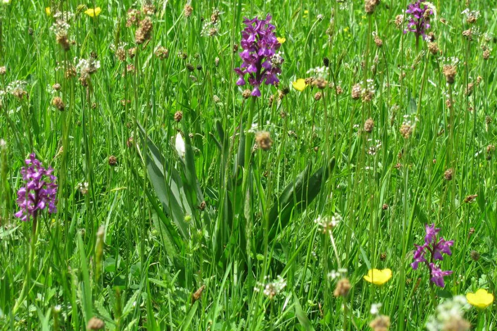 Camping Etno Selo Vukovic