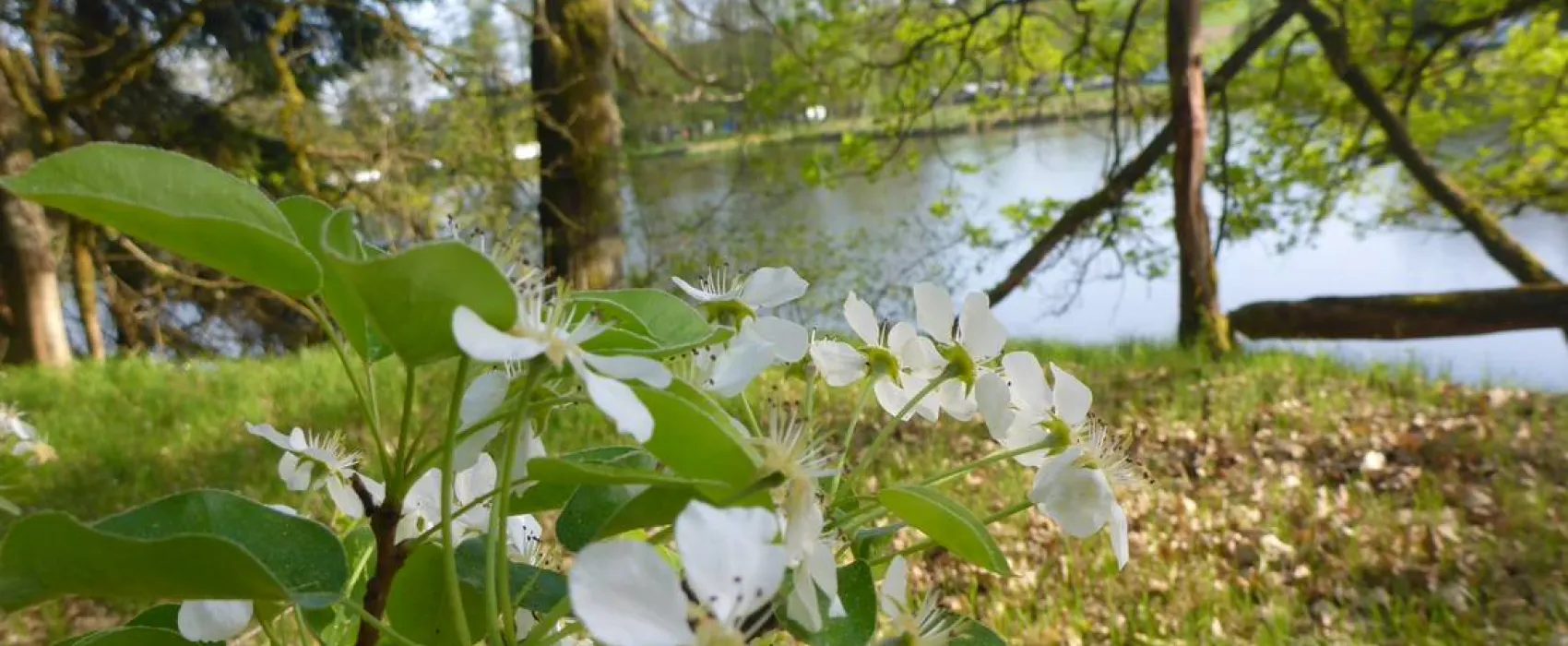 Camping Höllensteinsee