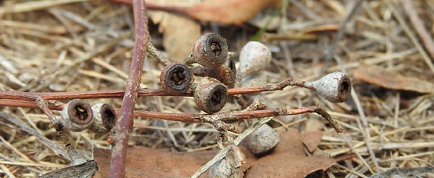 Macquarie Woods Forestry Reserve Campground