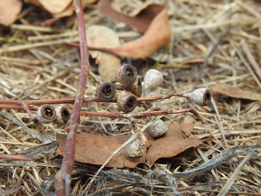 Macquarie Woods Forestry Reserve Campground