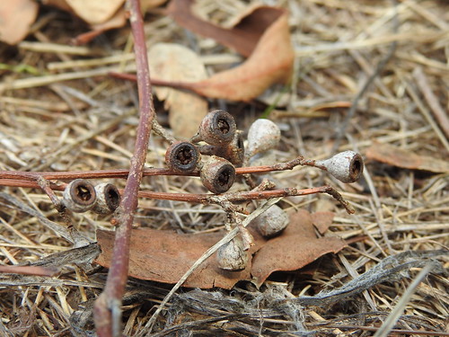 Macquarie Woods Forestry Reserve Campground photo 2