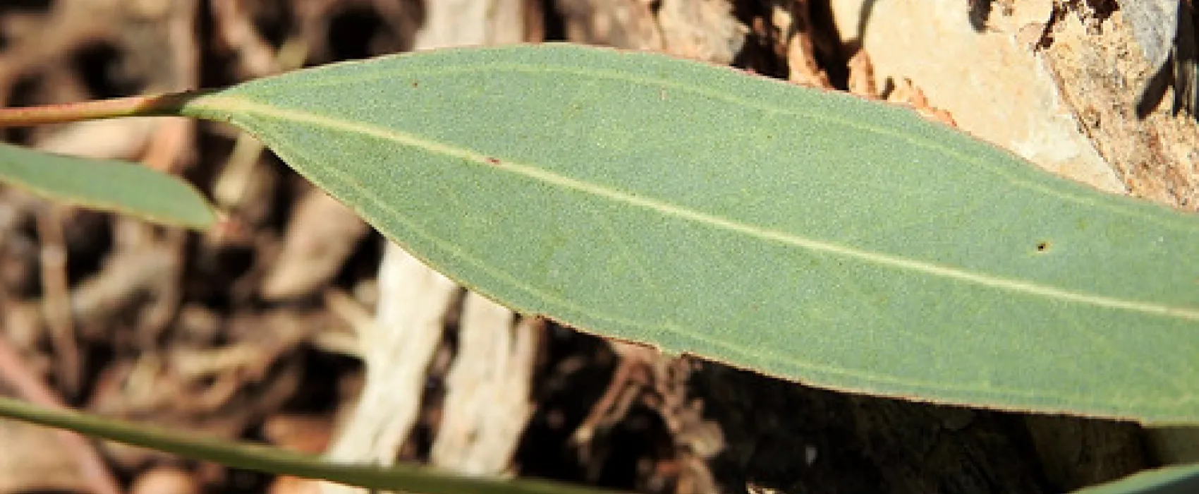 Macquarie Woods Forestry Reserve Campground