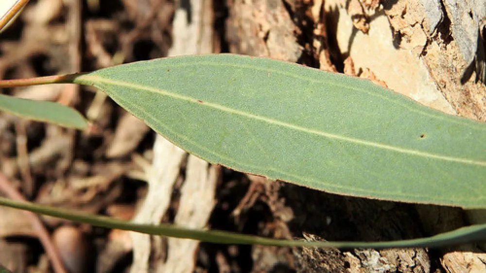 Macquarie Woods Forestry Reserve Campground