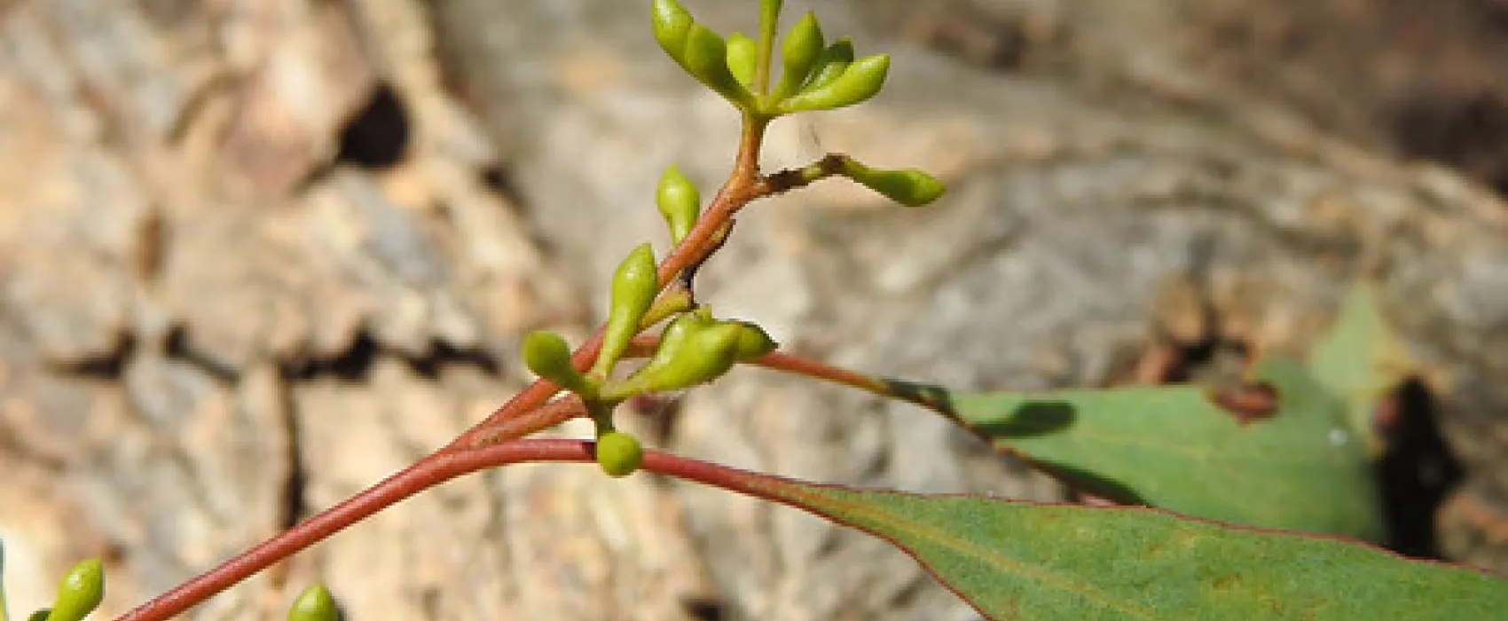 Macquarie Woods Forestry Reserve Campground