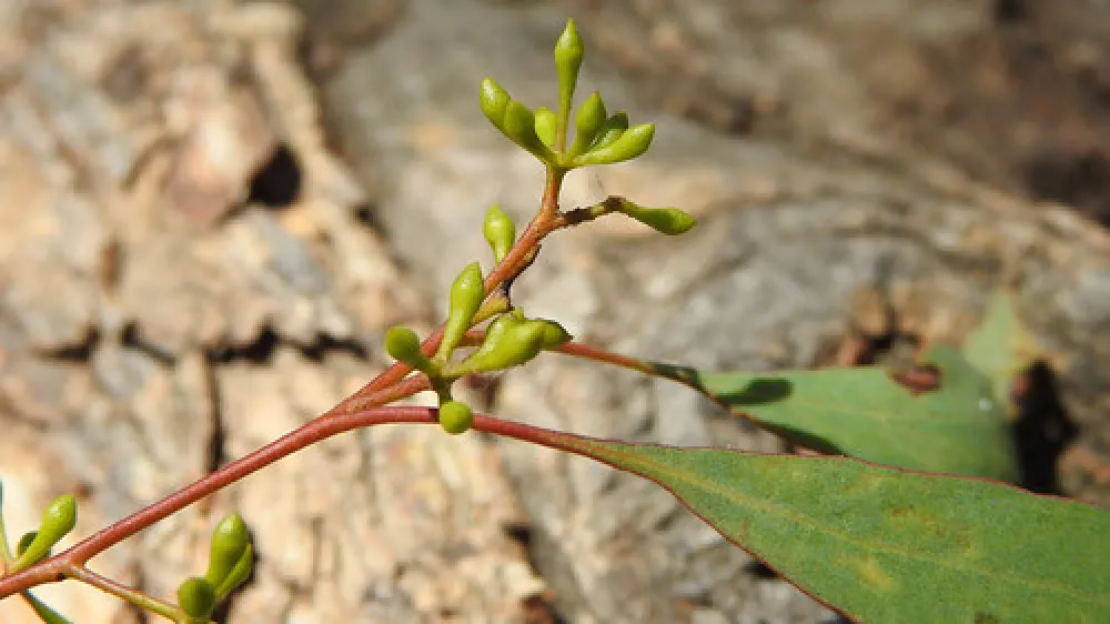 Macquarie Woods Forestry Reserve Campground