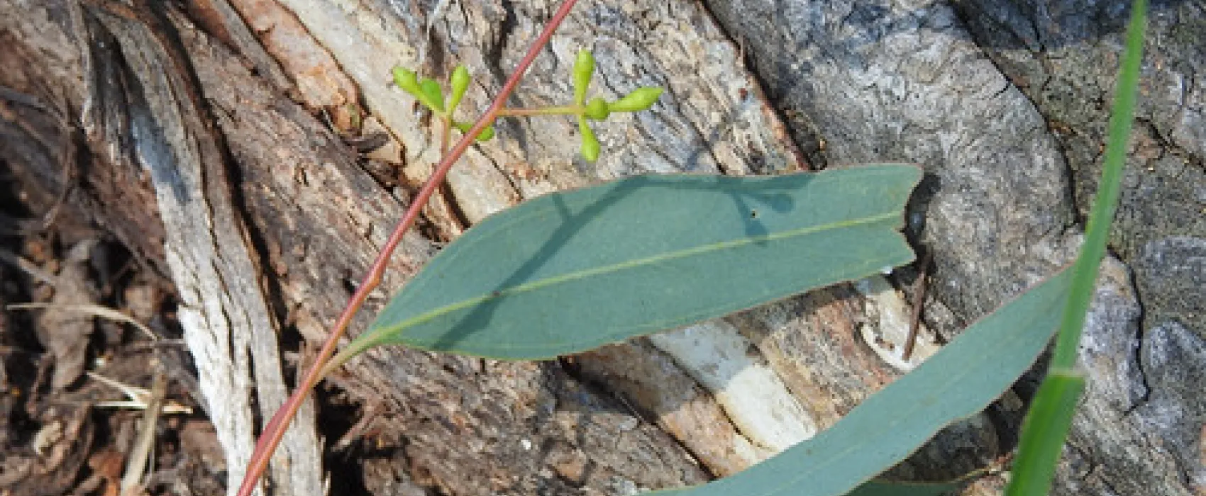 Macquarie Woods Forestry Reserve Campground