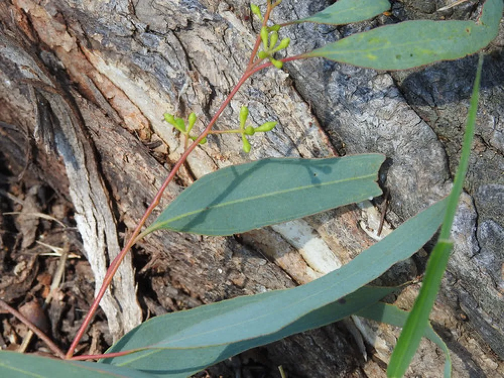 Macquarie Woods Forestry Reserve Campground