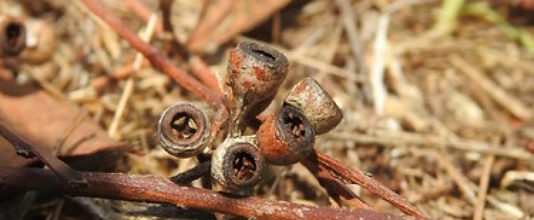 Macquarie Woods Forestry Reserve Campground