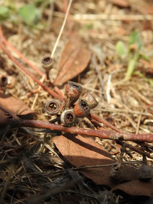 Macquarie Woods Forestry Reserve Campground