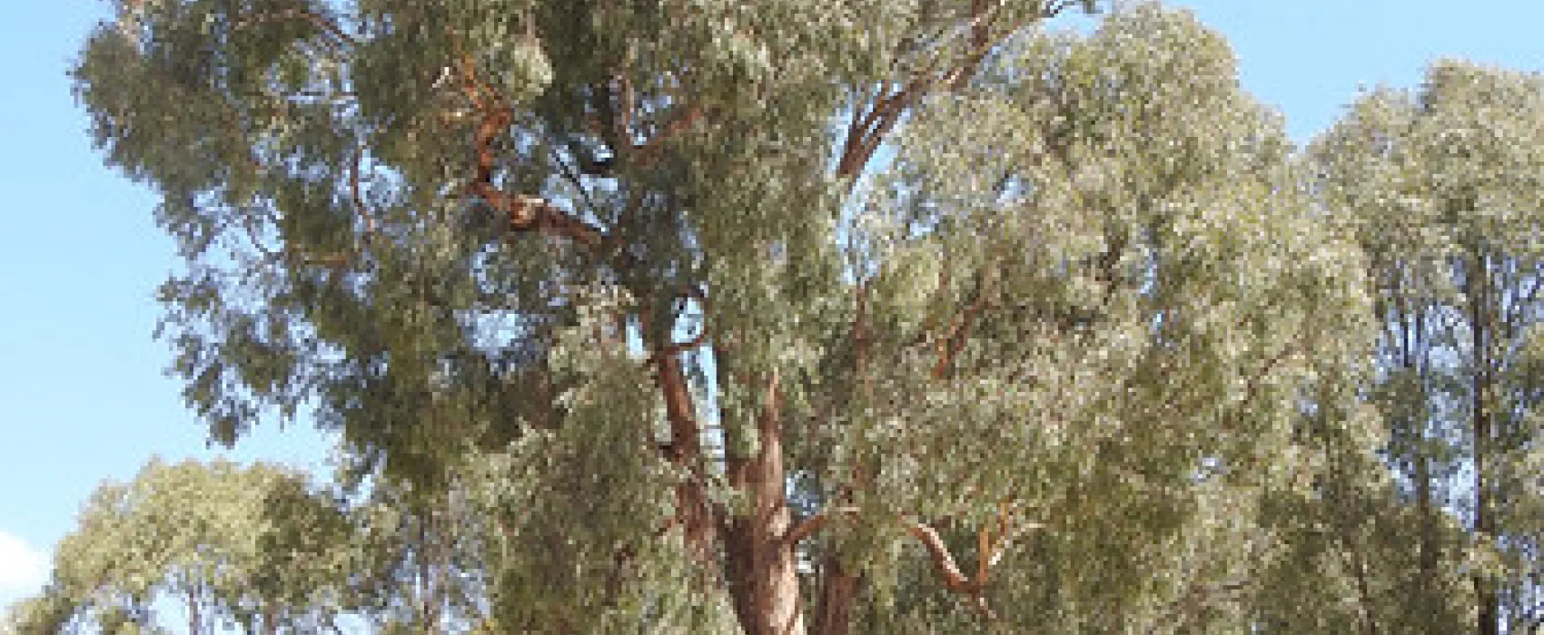 Macquarie Woods Forestry Reserve Campground