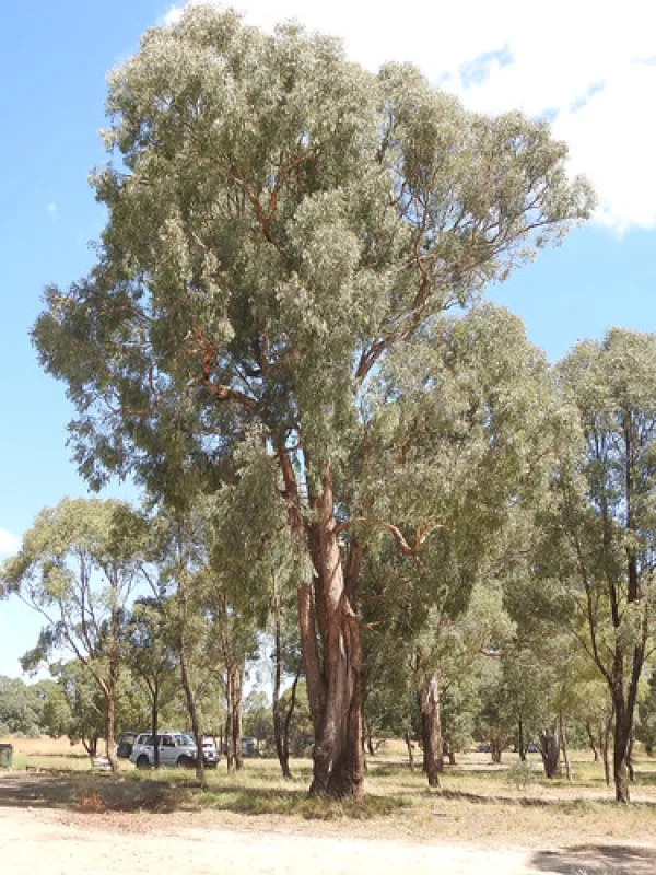 Macquarie Woods Forestry Reserve Campground