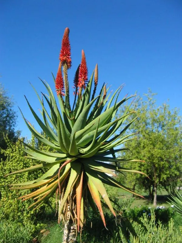 Citrus Creek Caravan Park & Chalets