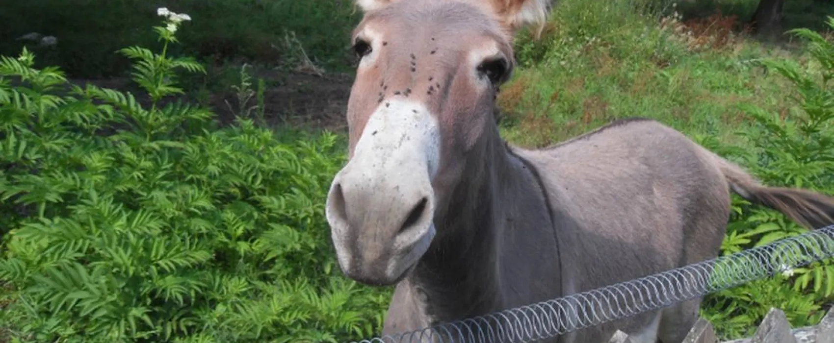 Camping à la ferme de Laillon