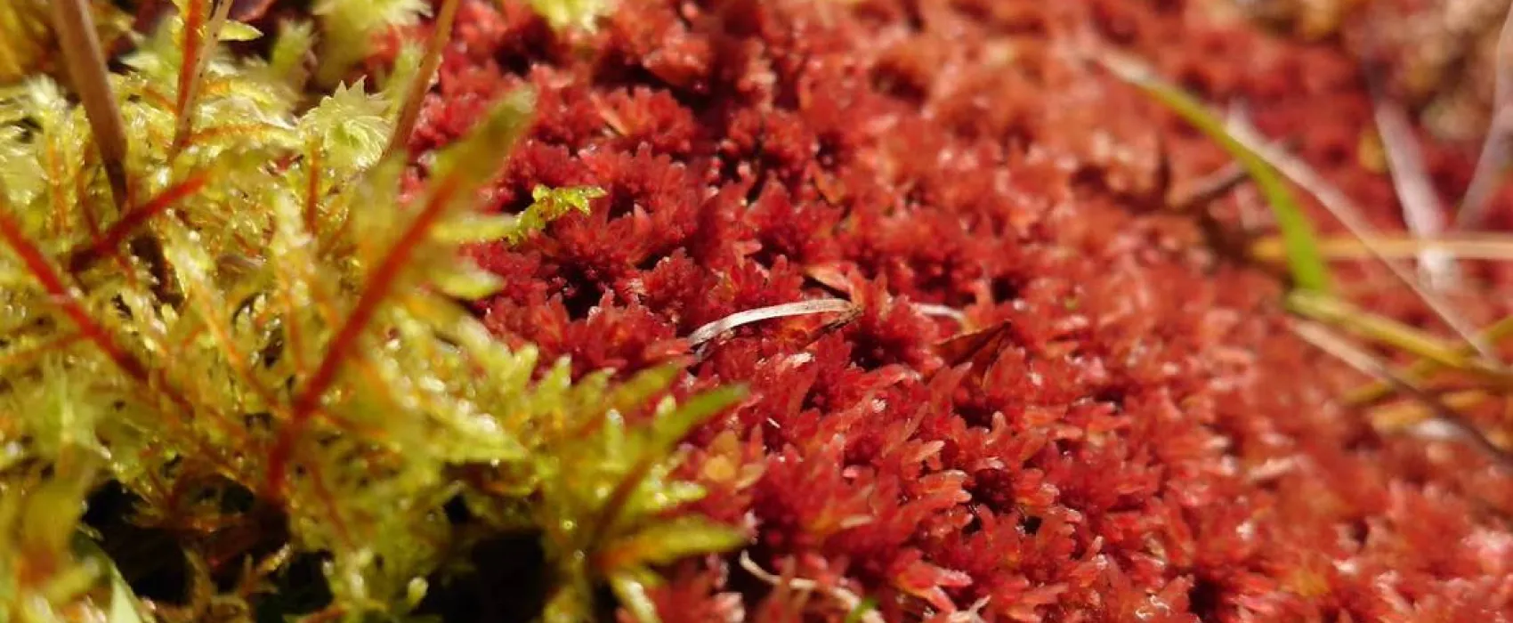 Stapagljúfur Canyon Campsite
