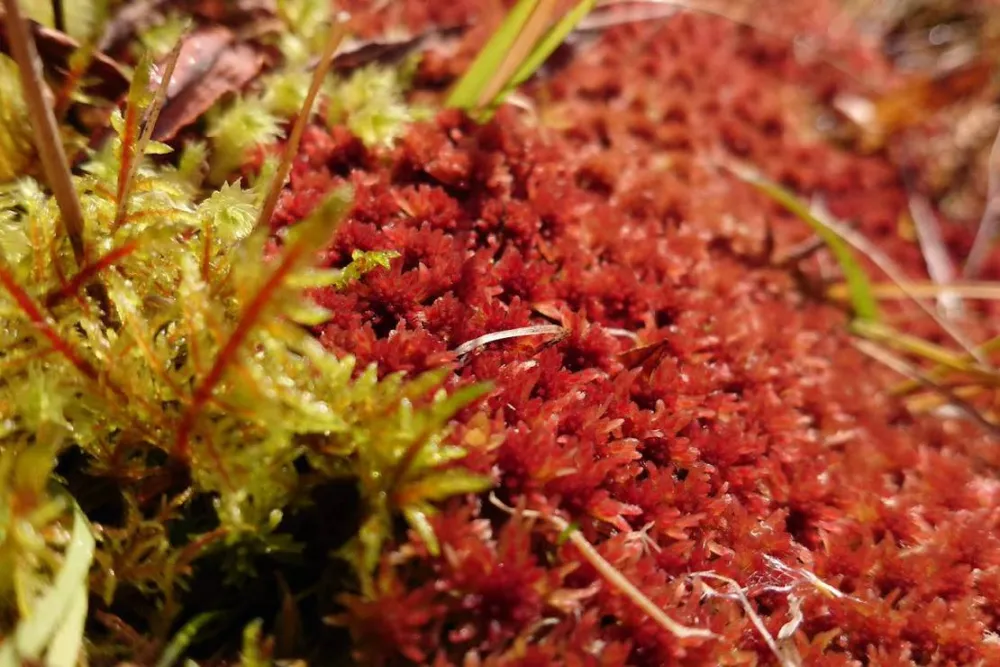 Stapagljúfur Canyon Campsite