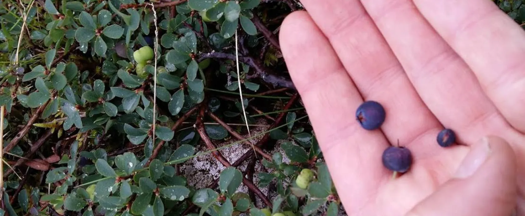 Stapagljúfur Canyon Campsite