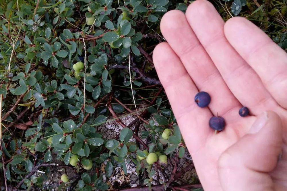 Stapagljúfur Canyon Campsite