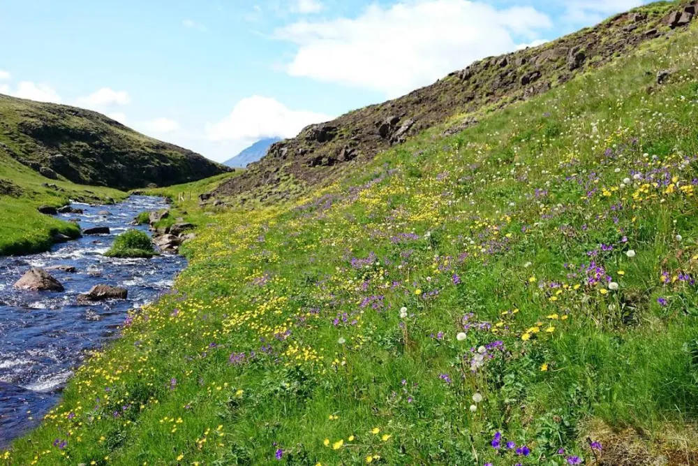 Stapagljúfur Canyon Campsite