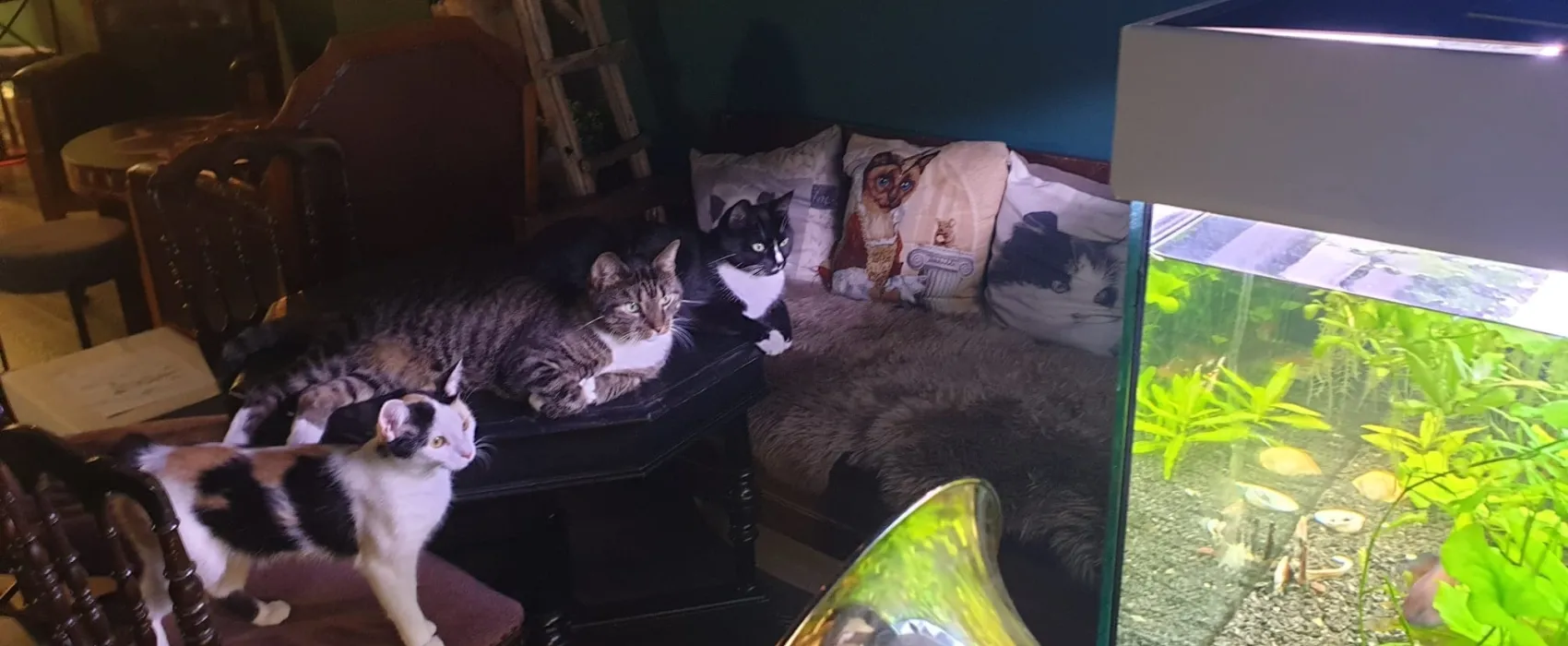 Kissakahvila Helkatti