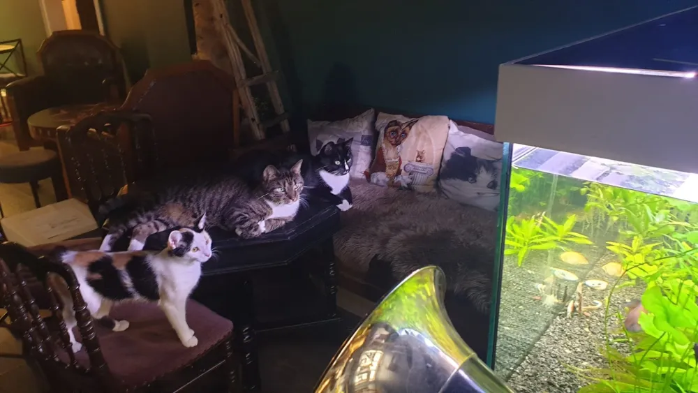 Kissakahvila Helkatti