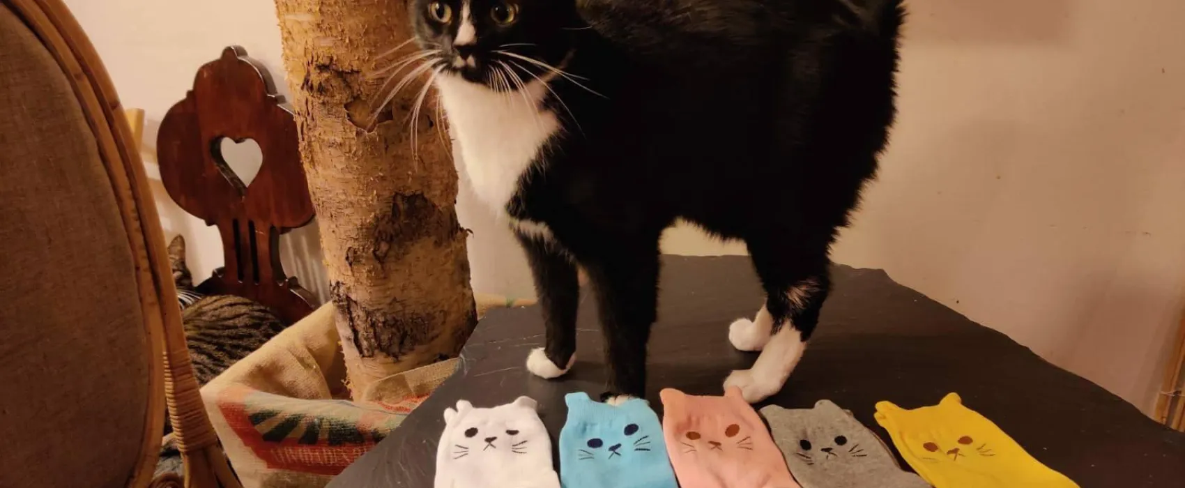 Kissakahvila Helkatti