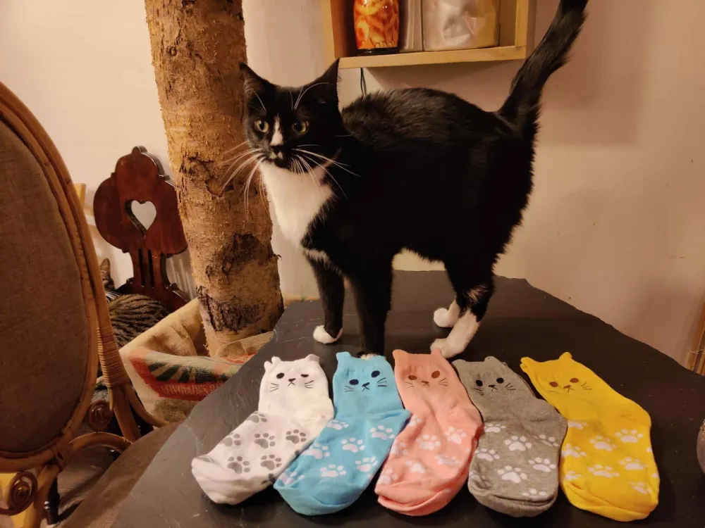 Kissakahvila Helkatti