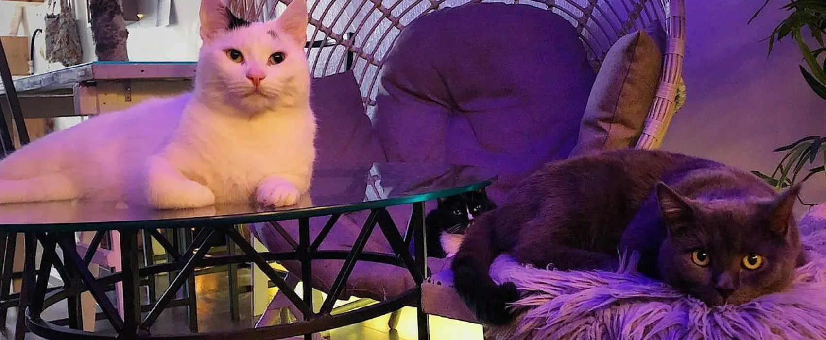 Kissakahvila Helkatti