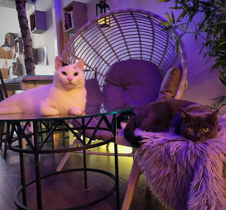 Kissakahvila Helkatti