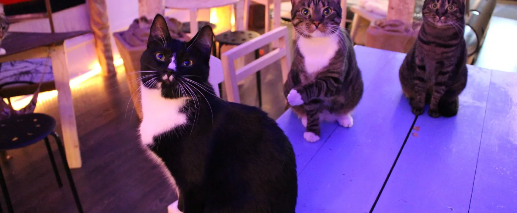 Kissakahvila Helkatti