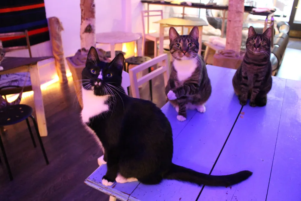 Kissakahvila Helkatti