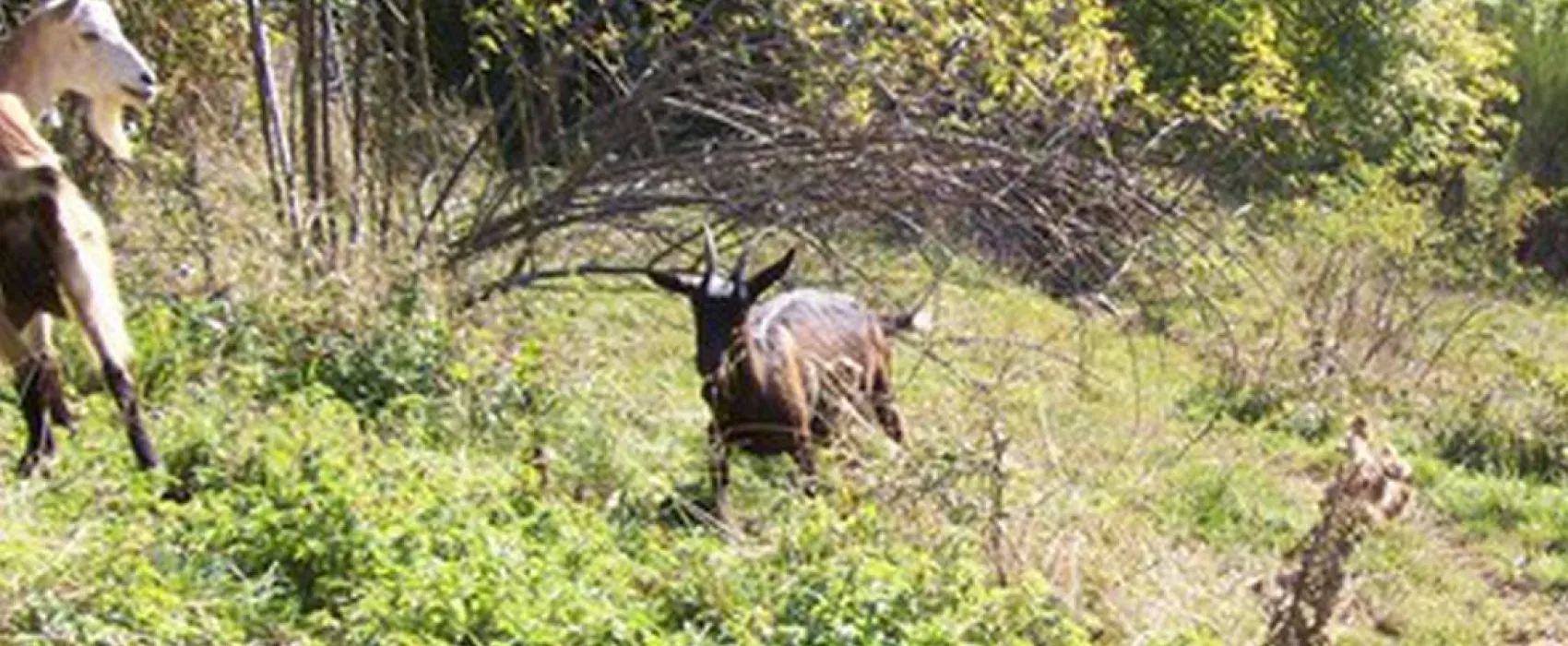 Camping a la ferme de Magnaudès Magnaudès