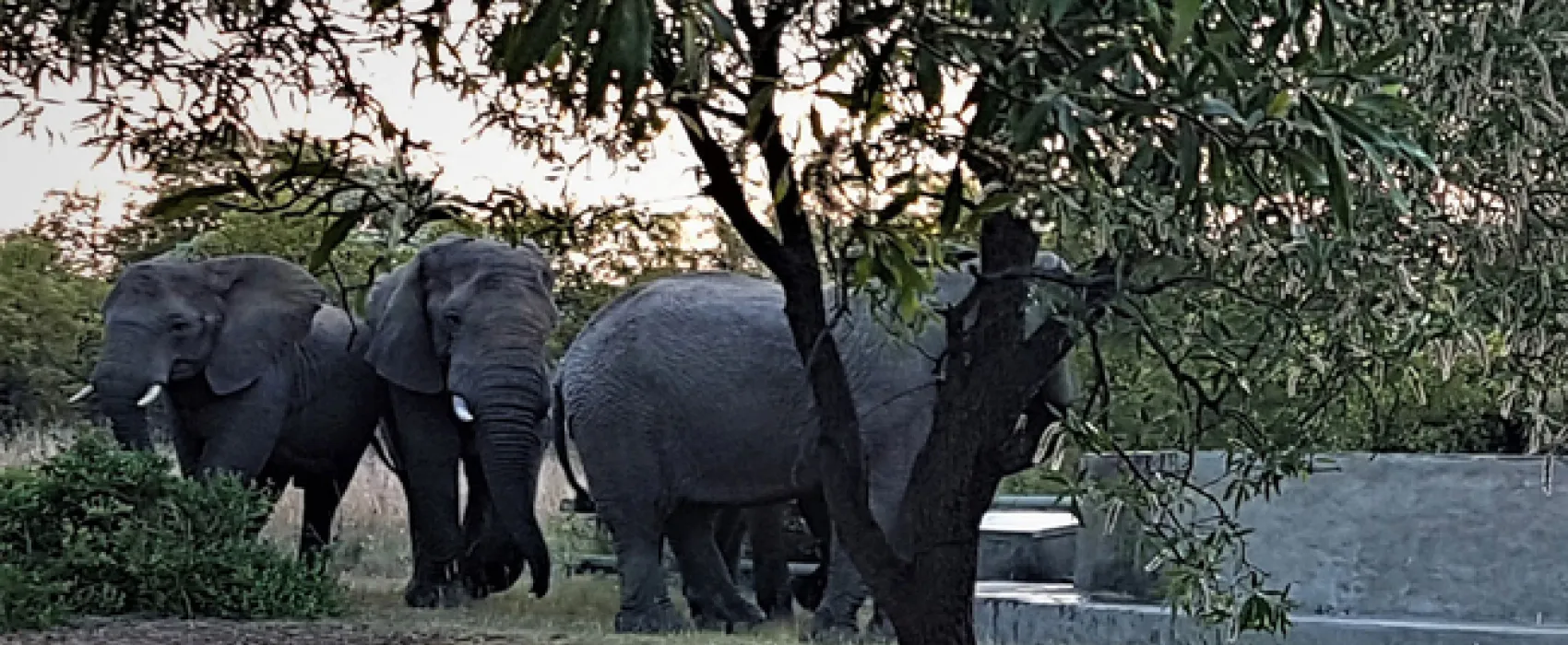 Adama Artistic Chalets & Teepees