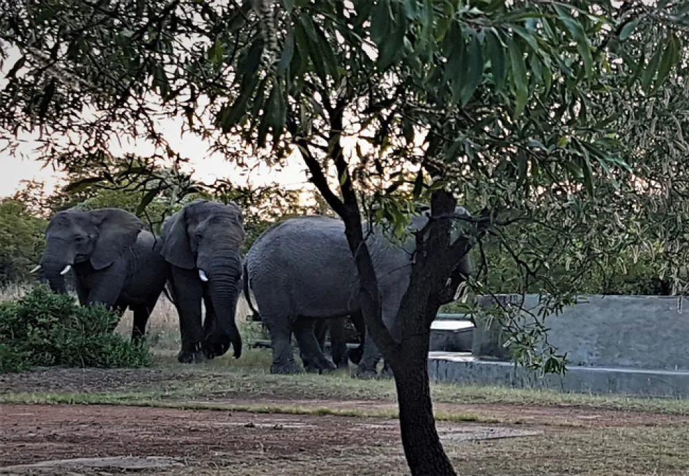 Adama Artistic Chalets & Teepees