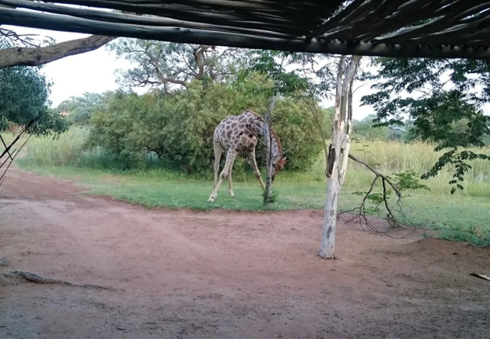 Adama Artistic Chalets & Teepees