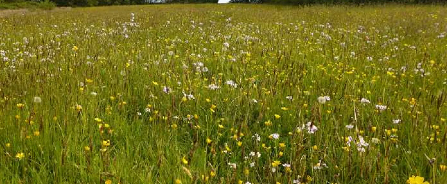 Bakesdown Farm Camping