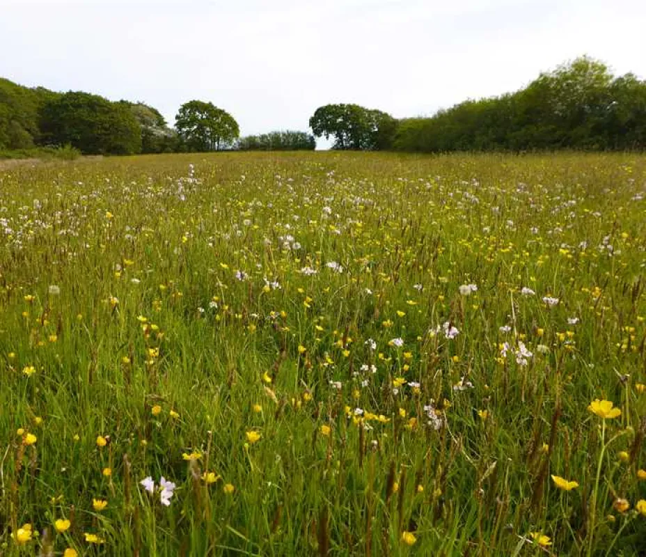 Bakesdown Farm Camping