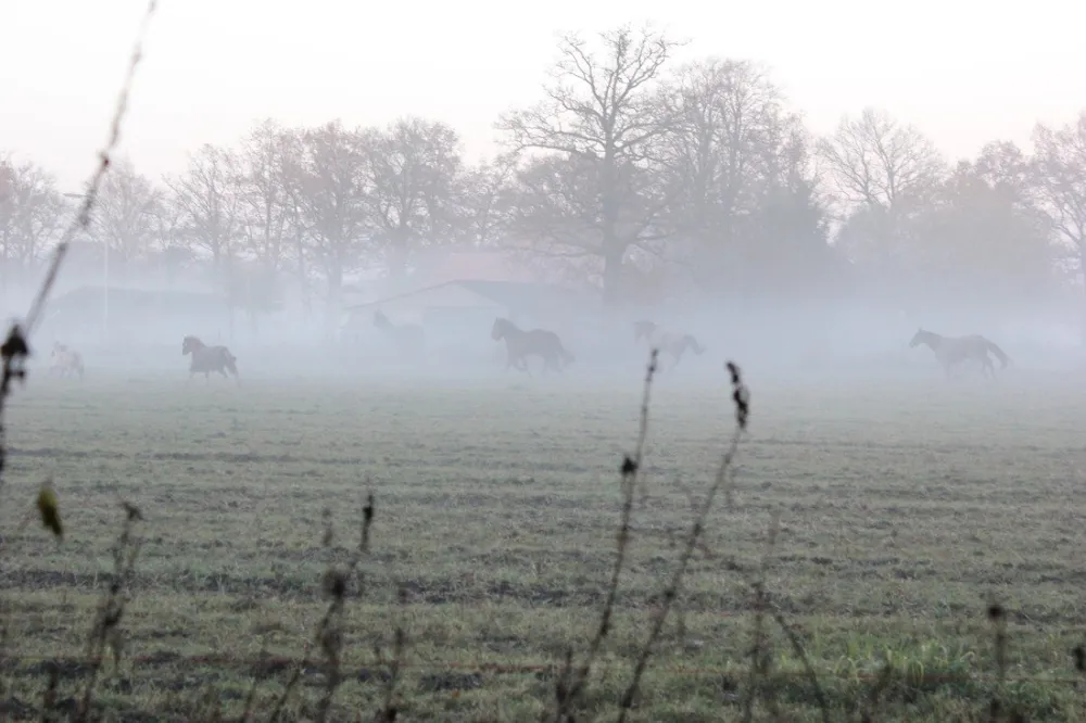 Minicamping 't Fleerhof