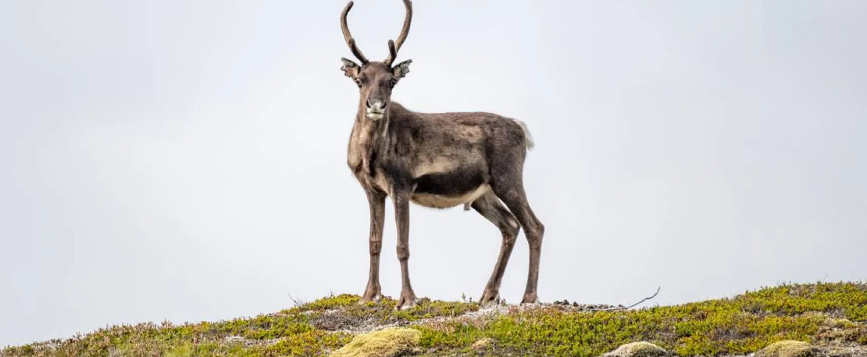 Kallsedets Fjällcenter
