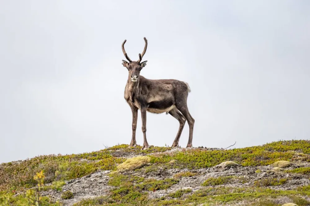 Kallsedets Fjällcenter