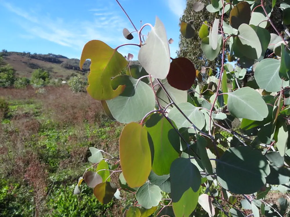 Yachting Point (Blowering Dam) Campground