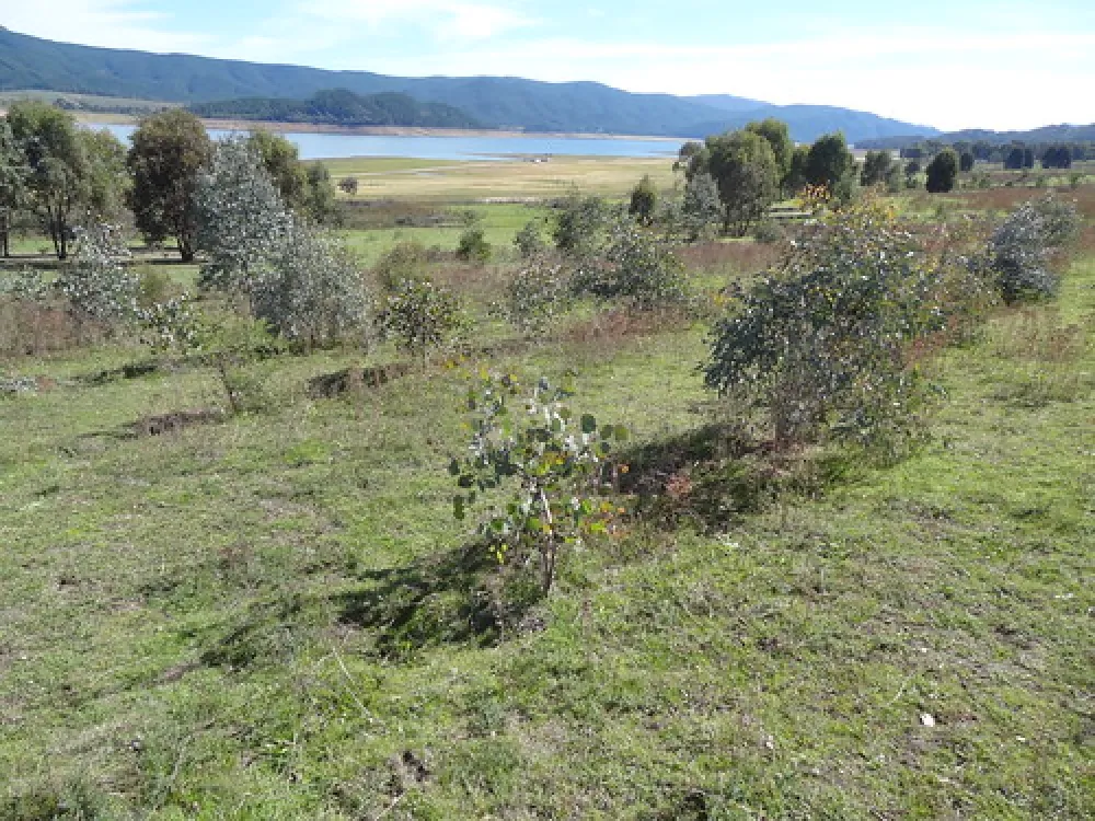 Yachting Point (Blowering Dam) Campground