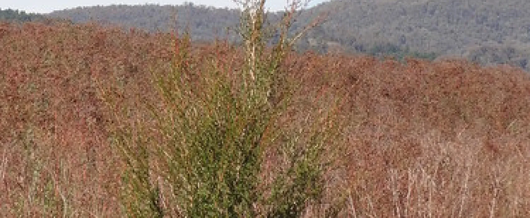 Yachting Point (Blowering Dam) Campground