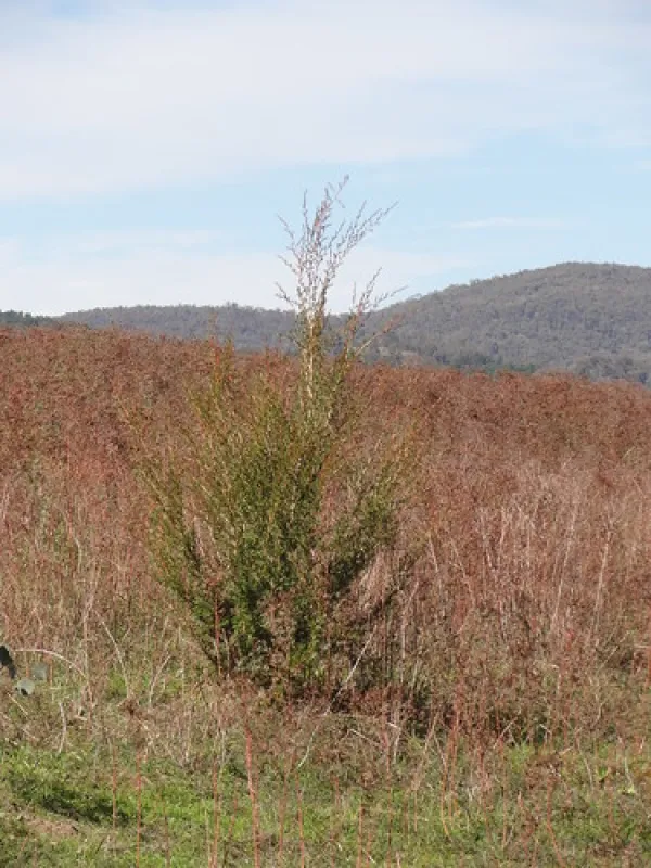 Yachting Point (Blowering Dam) Campground