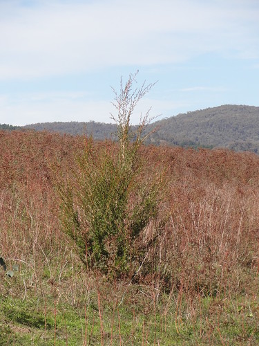 Yachting Point (Blowering Dam) Campground photo 4