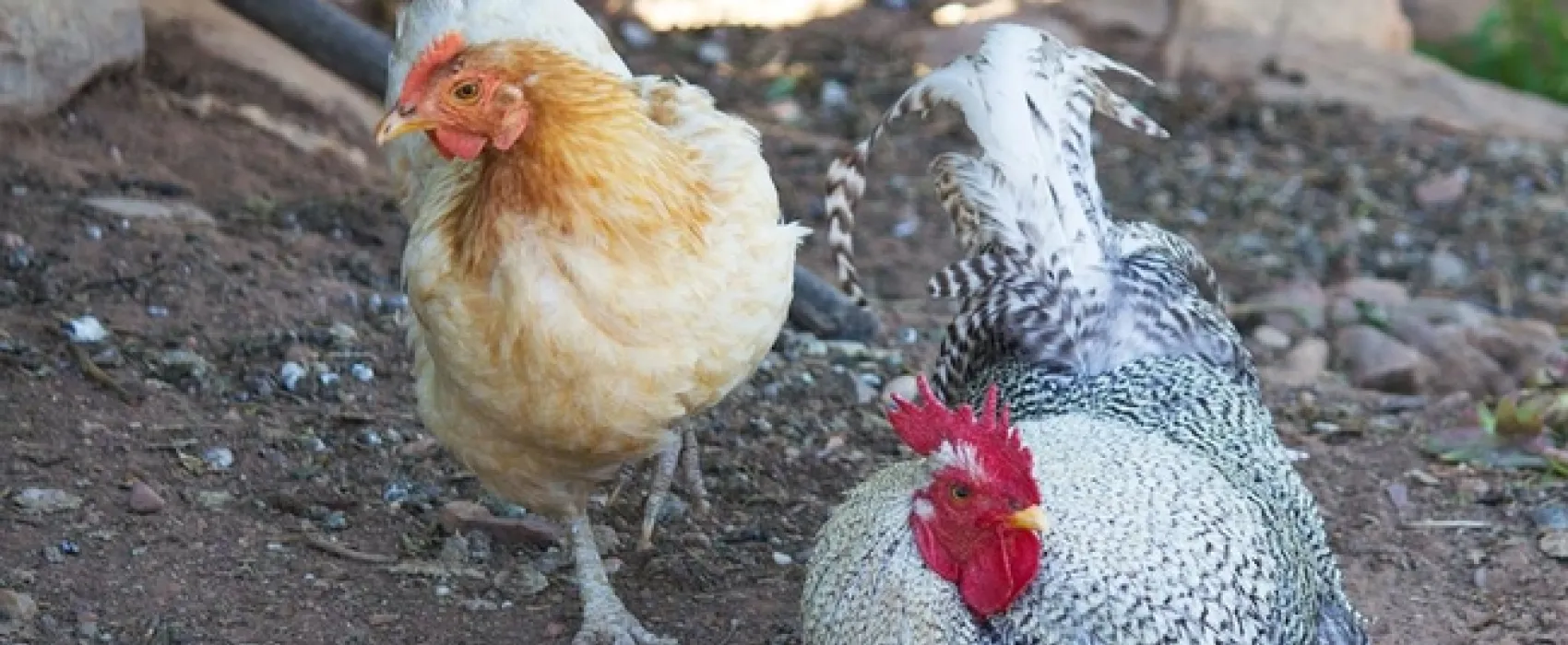 Schoemanshoek Glamping