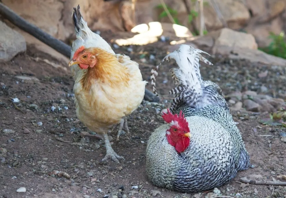 Schoemanshoek Glamping