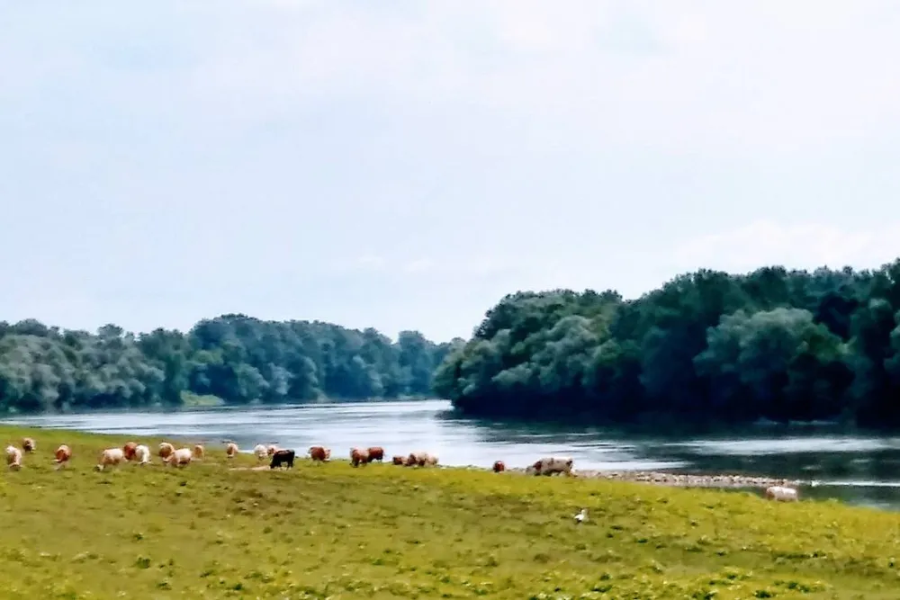 Campingplatz Zelen-Gaj