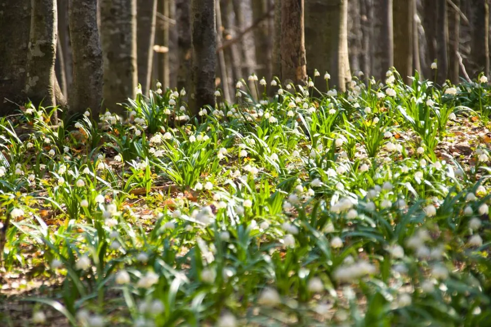 NEMEZA Outdoor Center